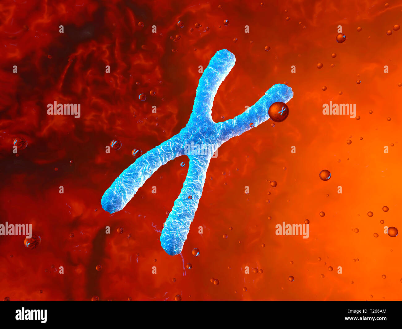 Gerenderten 3D-Illustration, ein Chromosom floating in einem Organismus Stockfoto