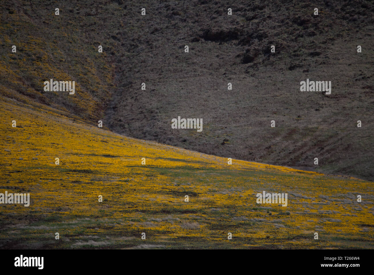 San Bernardino Valley, Cochise County, Arizona, USA Stockfoto