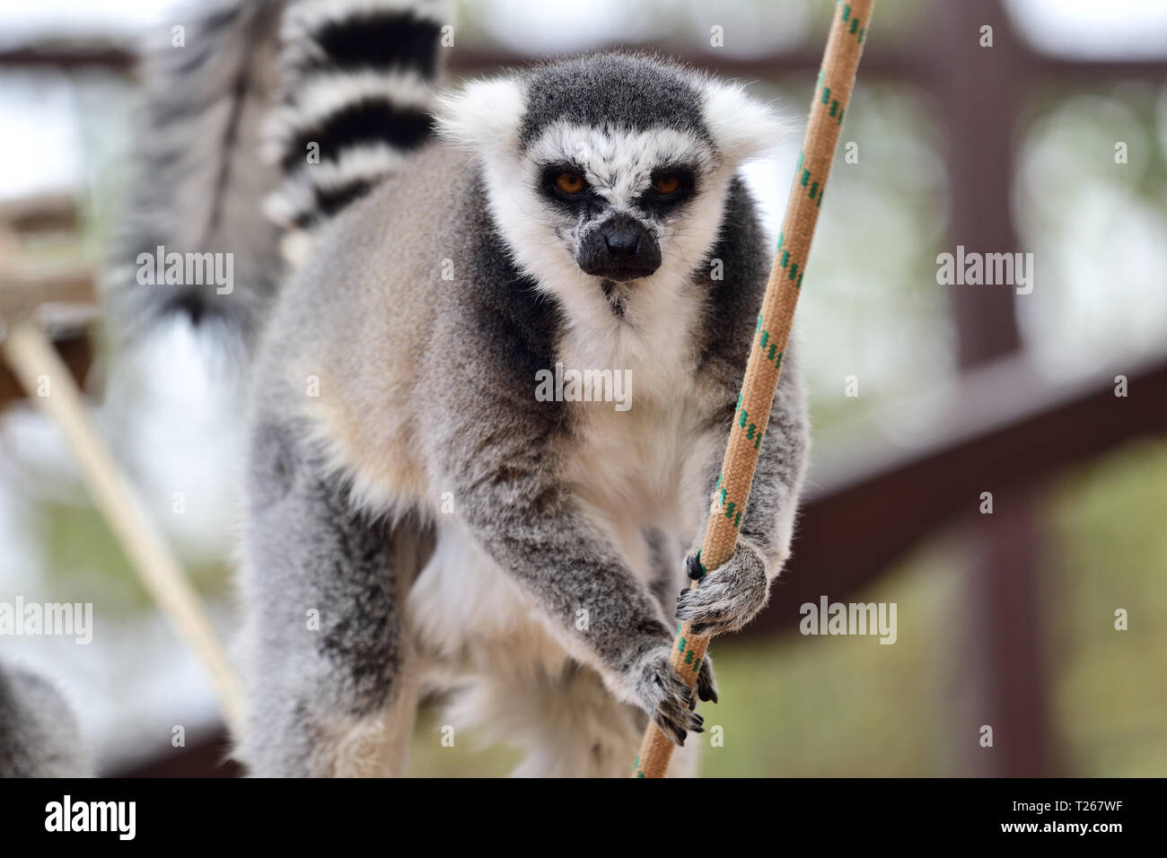 Porträt eines Ring tailed Lemur (Lemur catta) Klettern an einem Seil in einem Zoo Gehäuse Stockfoto