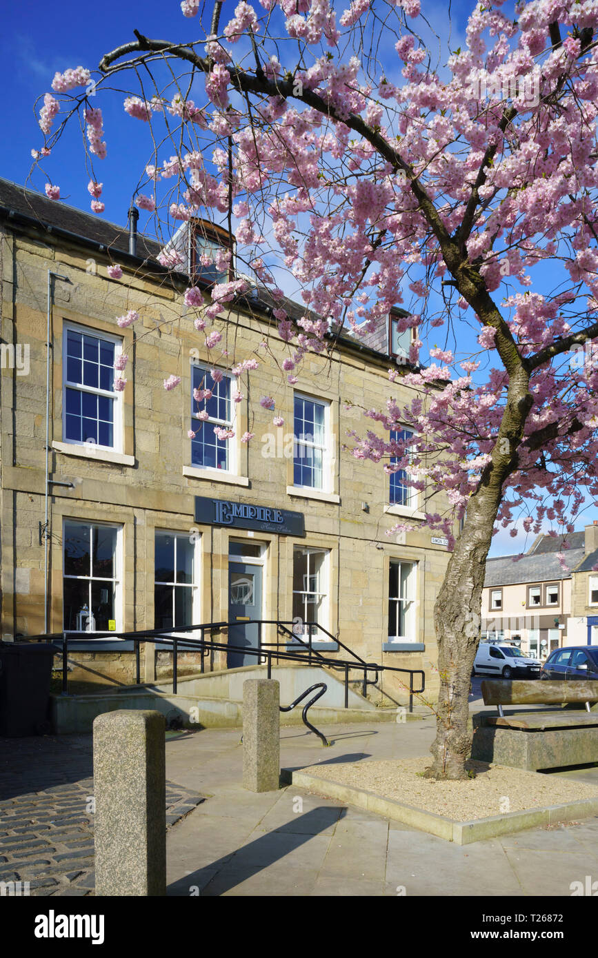 Ende März, Scottish Borders, Großbritannien - Cherry Blossom außerhalb einer haridressing Salon in Simon Square, Kelso, mit Auffahrrampen an Eintrag. Stockfoto