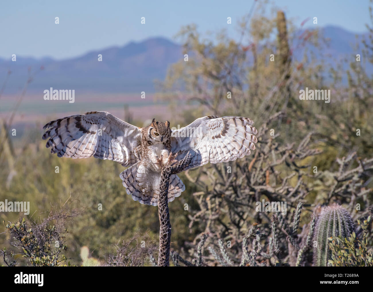 Great Horned Owl mit ausgebreiteten Flügeln und Krallen in der Wüste von Arizona Stockfoto