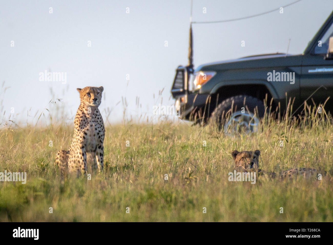 Touristische spiel Betrachter umgebenden Geparden Masai Mara National Reserve, Kenia, Geparden (Acinonyx jubatus) Die 5 Brüder Stockfoto