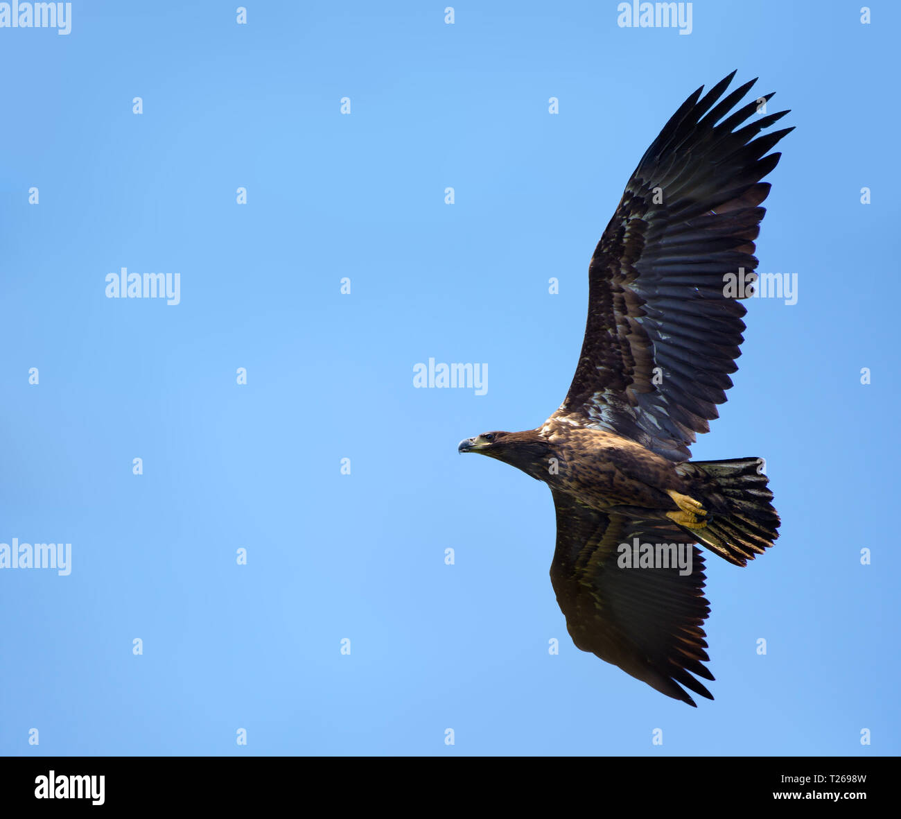 Junge Seeadler Banking im Flug Stockfoto