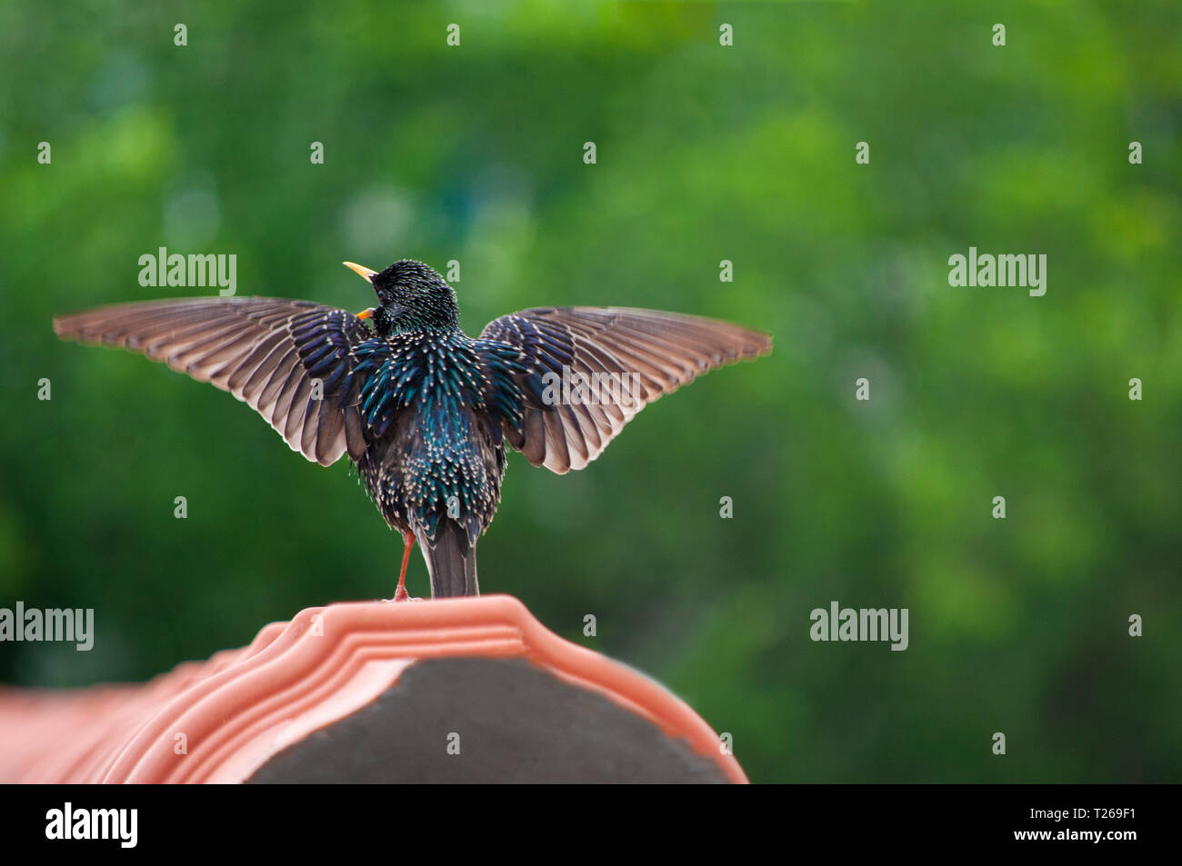 Amsel auf dem Dach singen Stockfoto