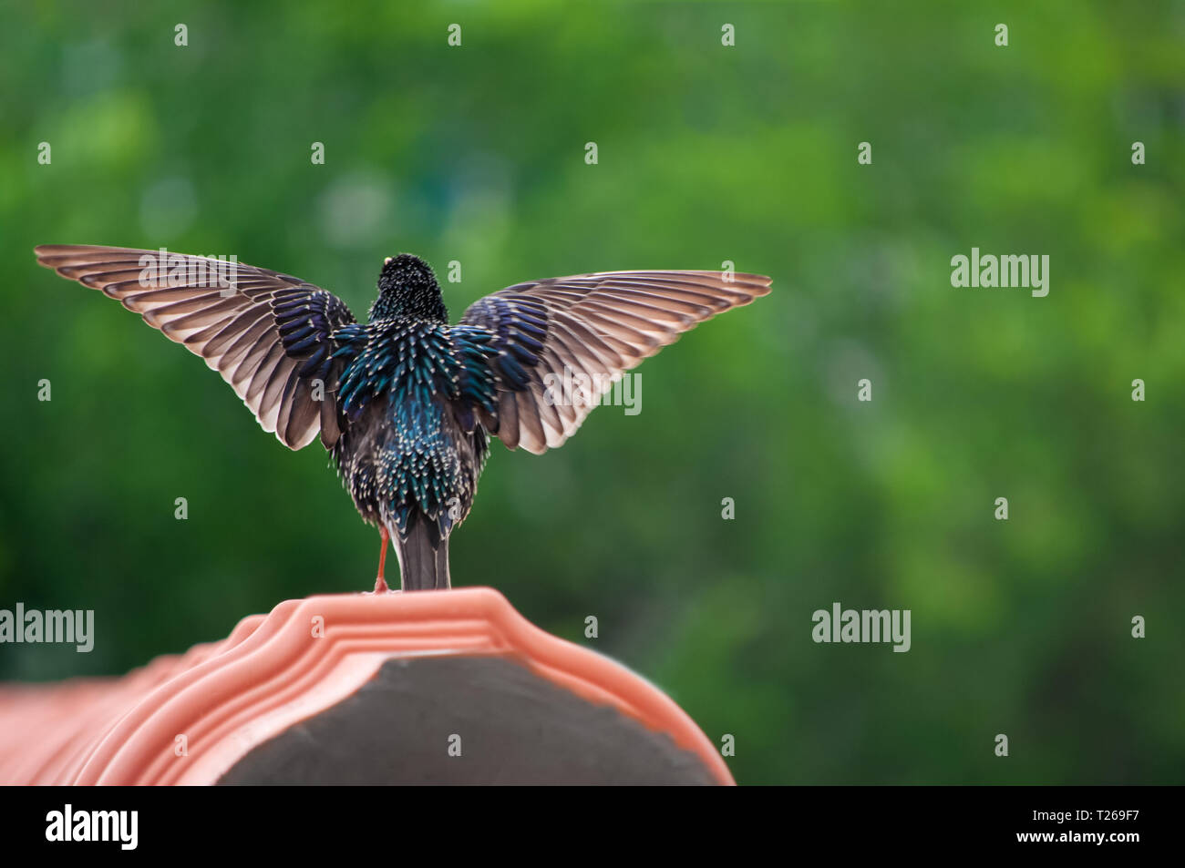 Amsel auf dem Dach singen Stockfoto
