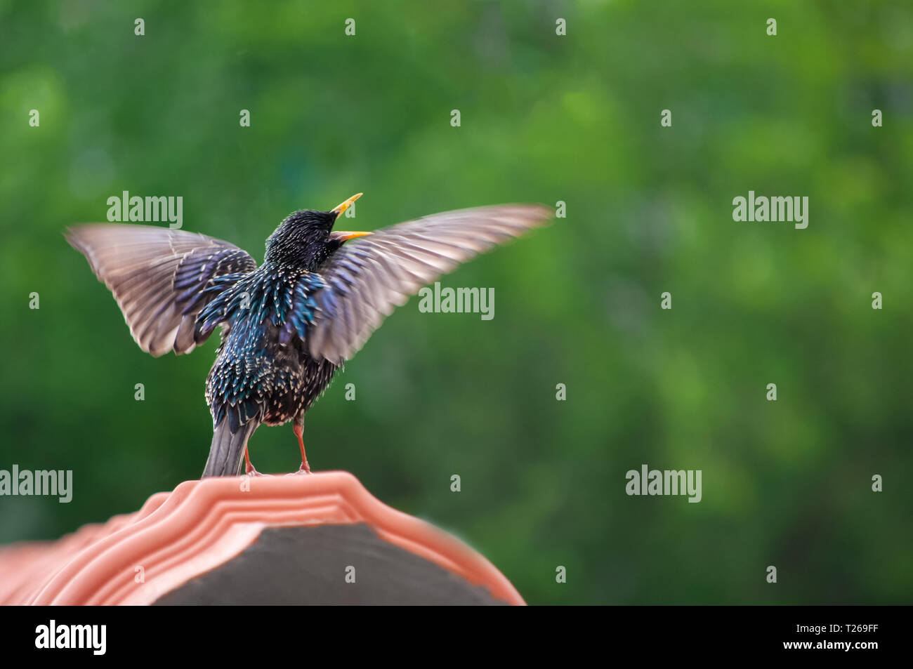 Amsel auf dem Dach singen Stockfoto