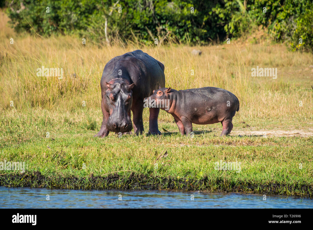 Afrika, Uganda, Nilpferd, Hippopotamus amphibius, Mutter mit Baby, Murchison Falls National Park Stockfoto