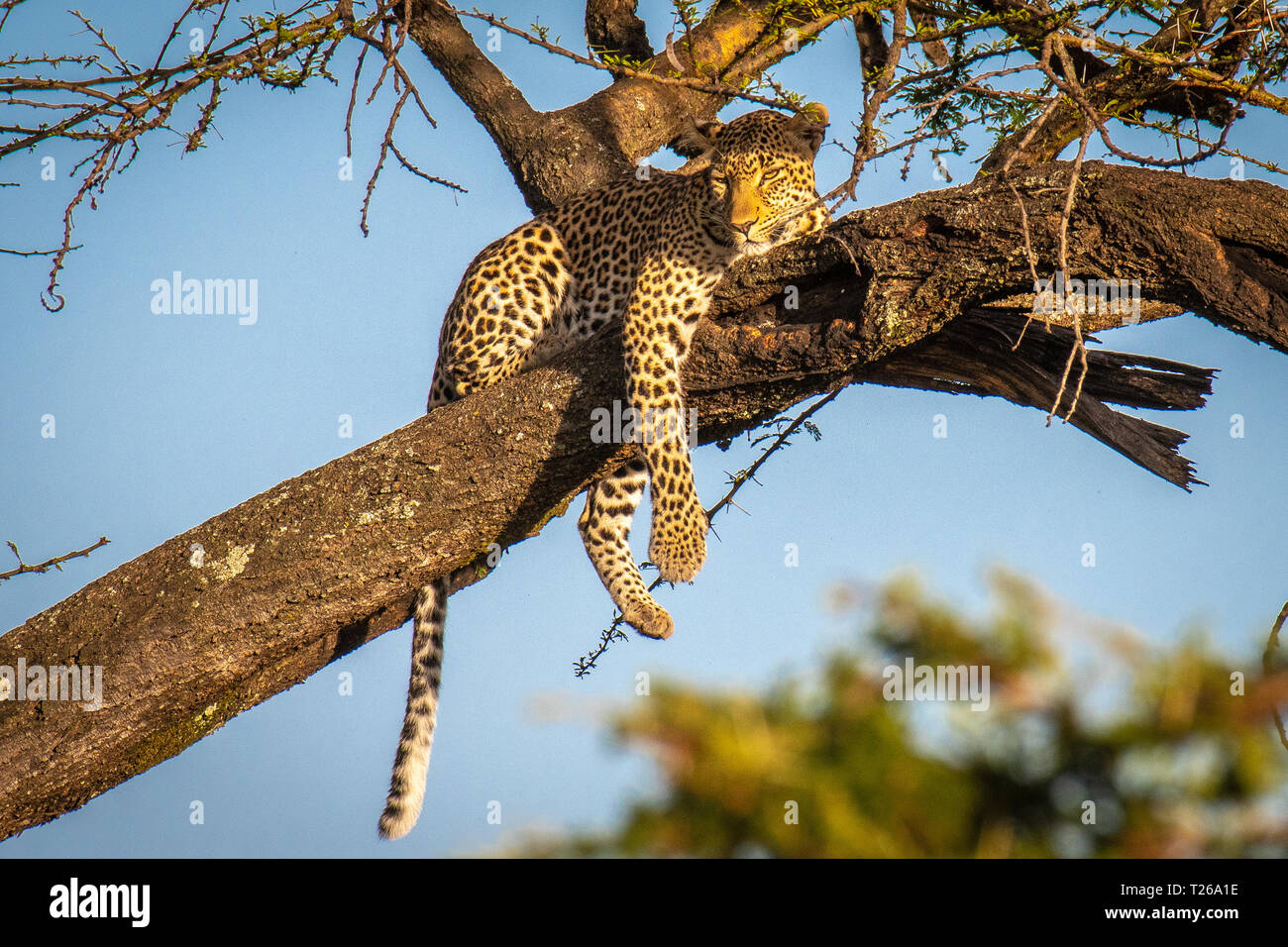Masai Mara National Reserve, Kenia, Leopard (Panthera pardus) Stockfoto