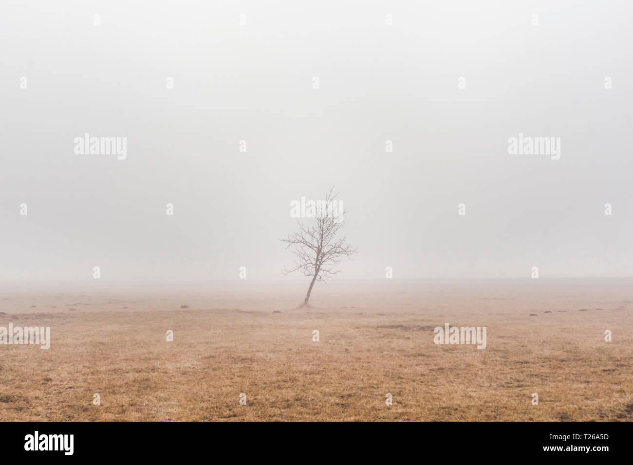 Slowenien Begunje na Gorenjskem, in ländlicher Umgebung, einsamer Baum und Nebel in einem Wintertag Stockfoto