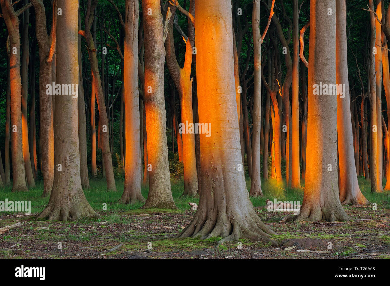 Buche (Fagus sylvatica) Wald, Baumstämme bei Sonnenaufgang. Mecklenburg Vorpommern, Mecklenburg-Vorpommern, Deutschland. Stockfoto