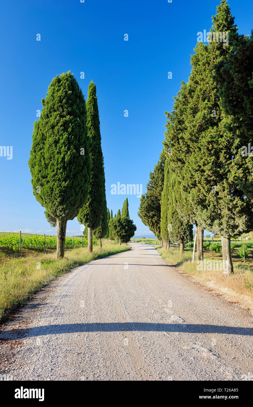 Schmutz Weg, gesäumt mit Zypressen (Cupressus sempervirens). Val d'Orcia Provinz Siena, Toskana, Italien. Stockfoto