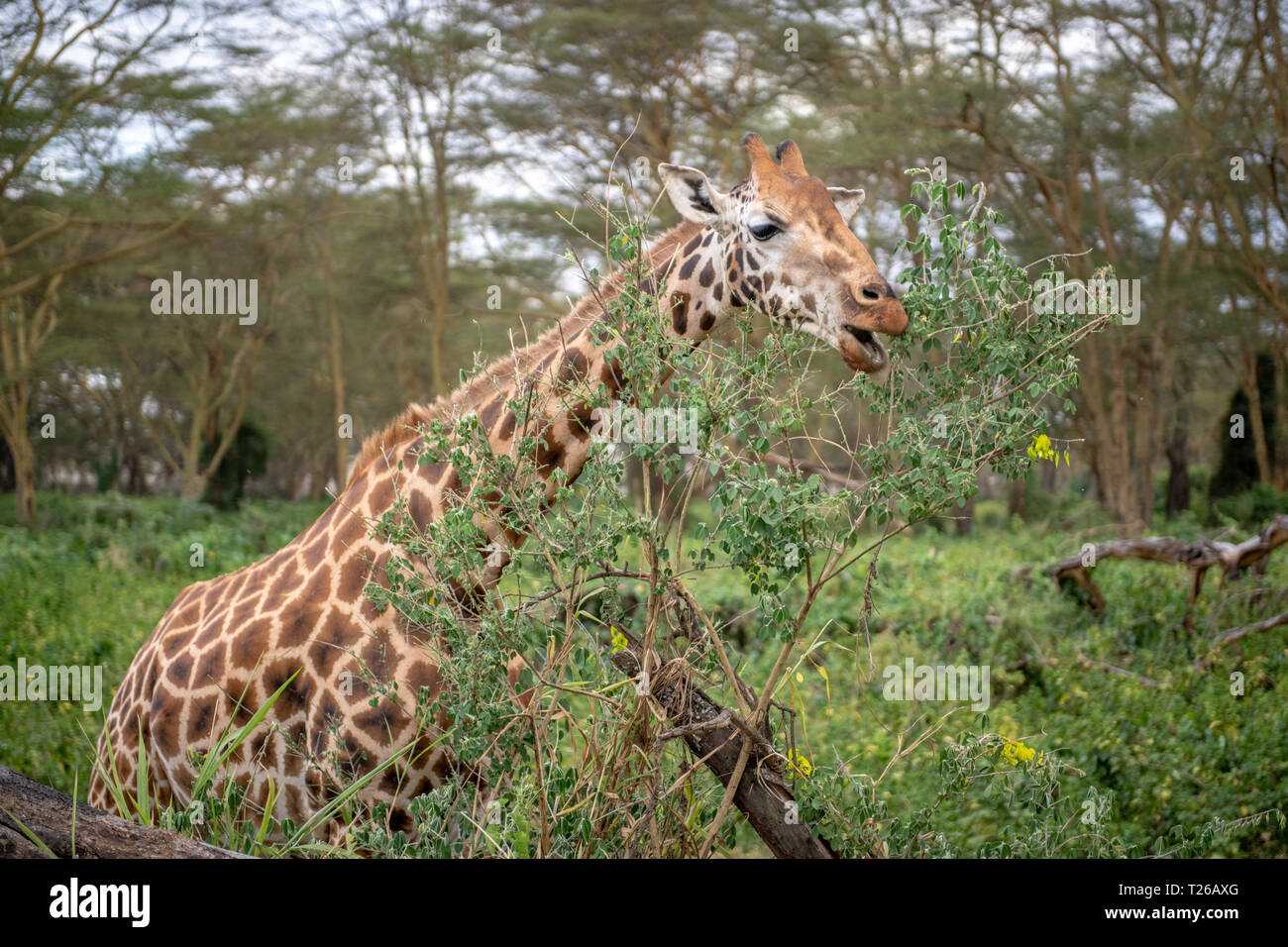 Rothschild's Giraffe (Giraffa Camelopardalis victoriae) Nakuru, Kenia Stockfoto