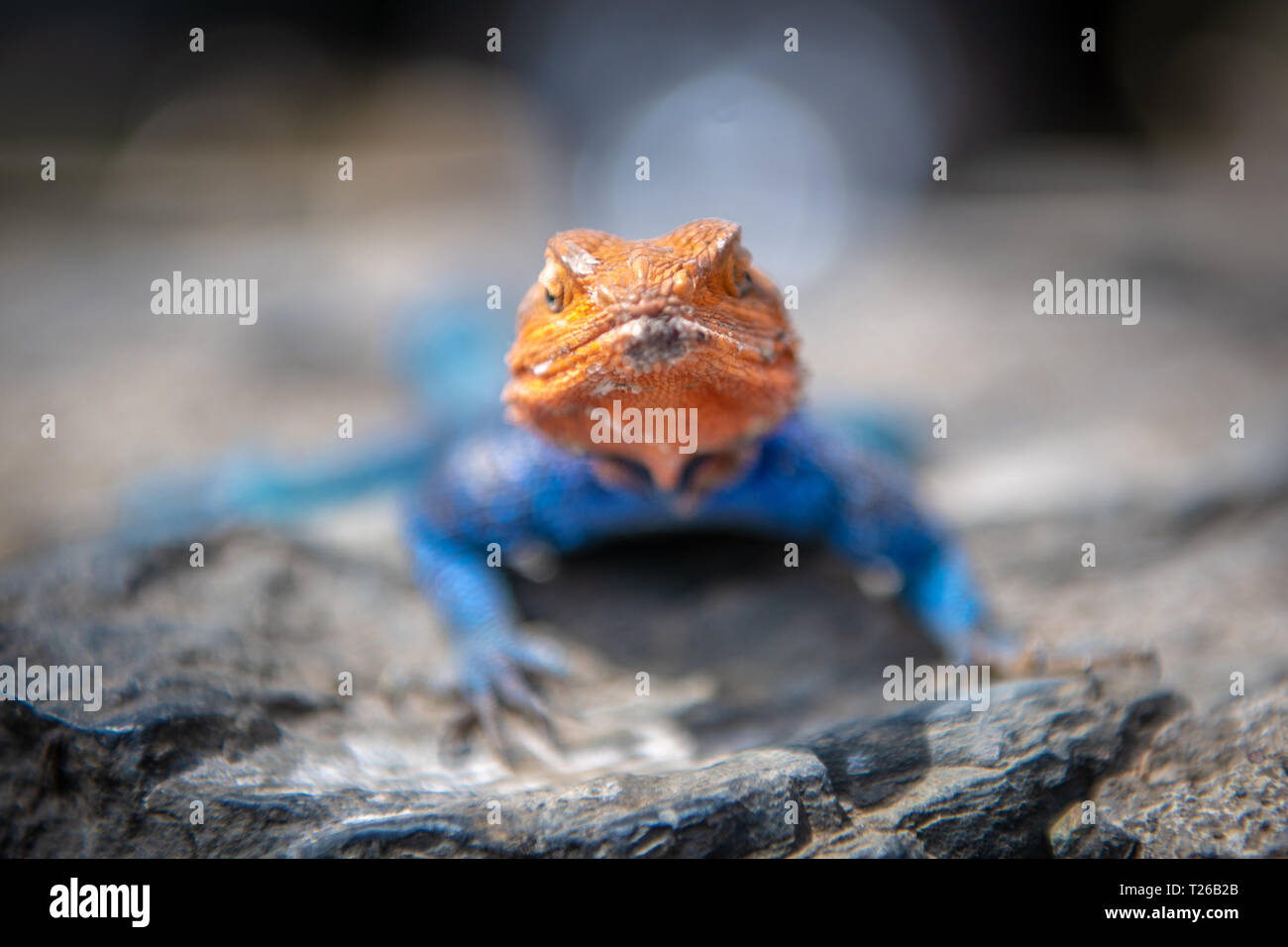 Gemeinsame agama, Rothaarige, oder Rainbow rock Agama agama (Agama agama) Nakuru, Kenia Stockfoto