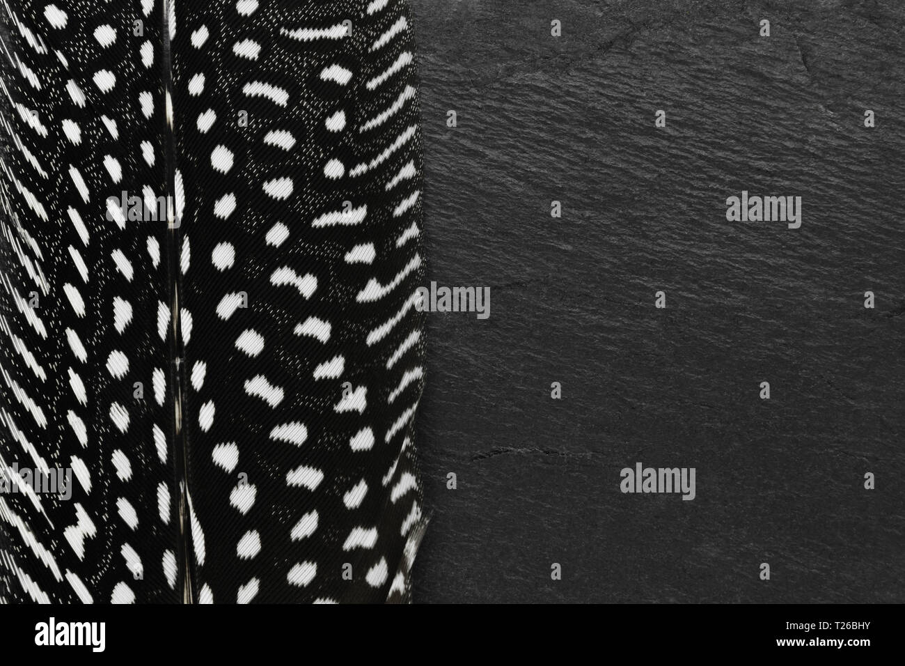 Schwarze Feder mit weißen Punkten auf schwarzem Stein Hintergrund mit Kopie Raum Stockfoto
