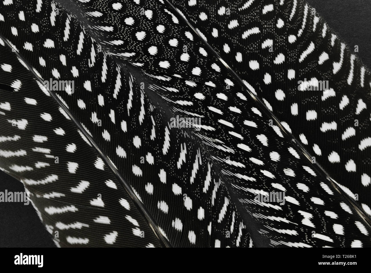 Zusammenstellung von zwei schwarzen Federn mit weißen Punkten auf schwarzem Hintergrund Stockfoto