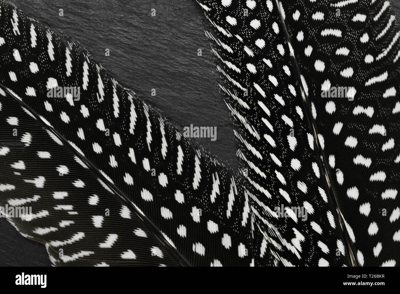 Zusammenstellung von zwei schwarzen Federn mit weißen Punkten auf schwarzem Stein Hintergrund Stockfoto