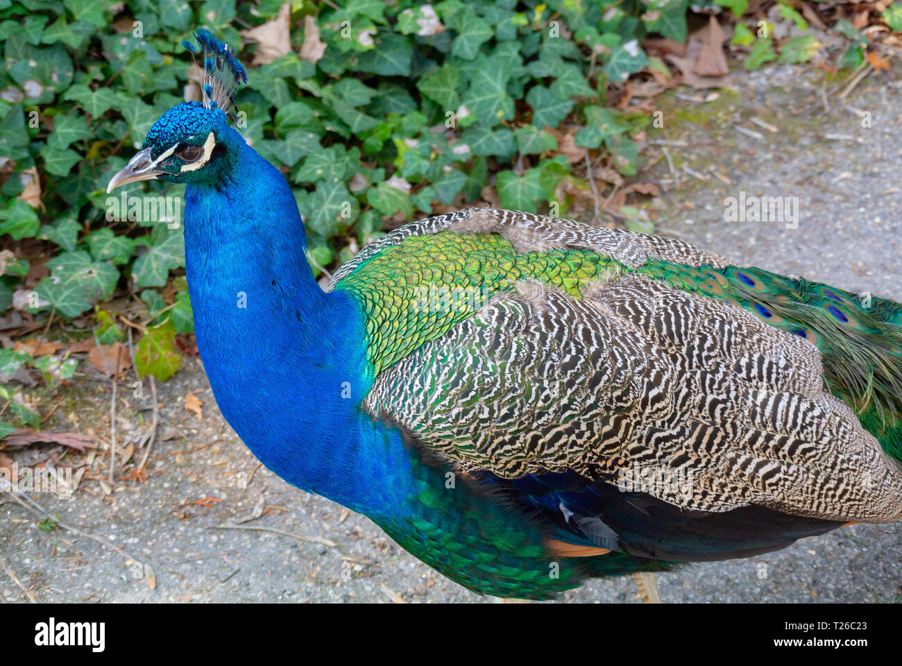 Pfau Stockfoto