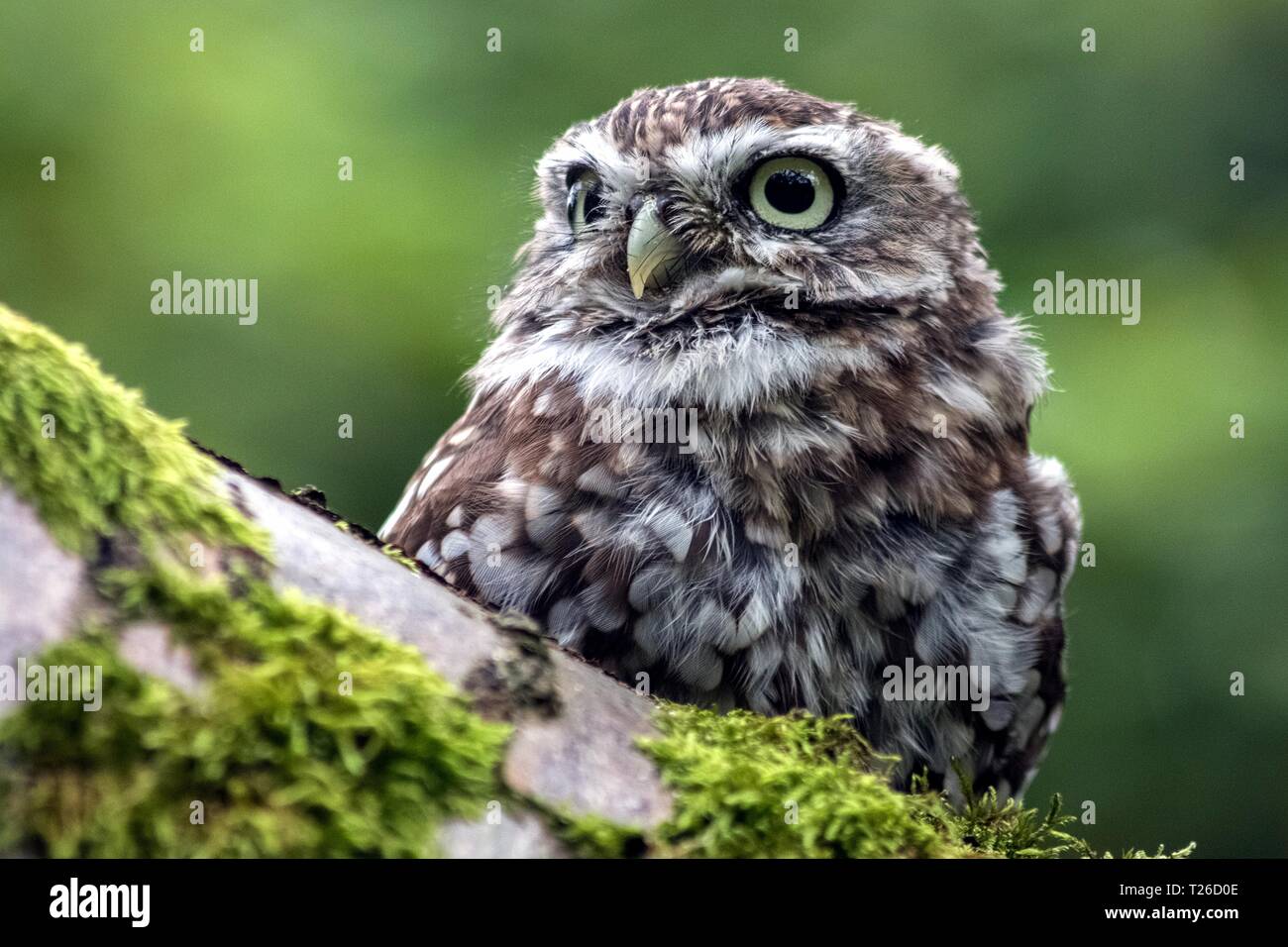 Eule auf einem Ast Stockfoto