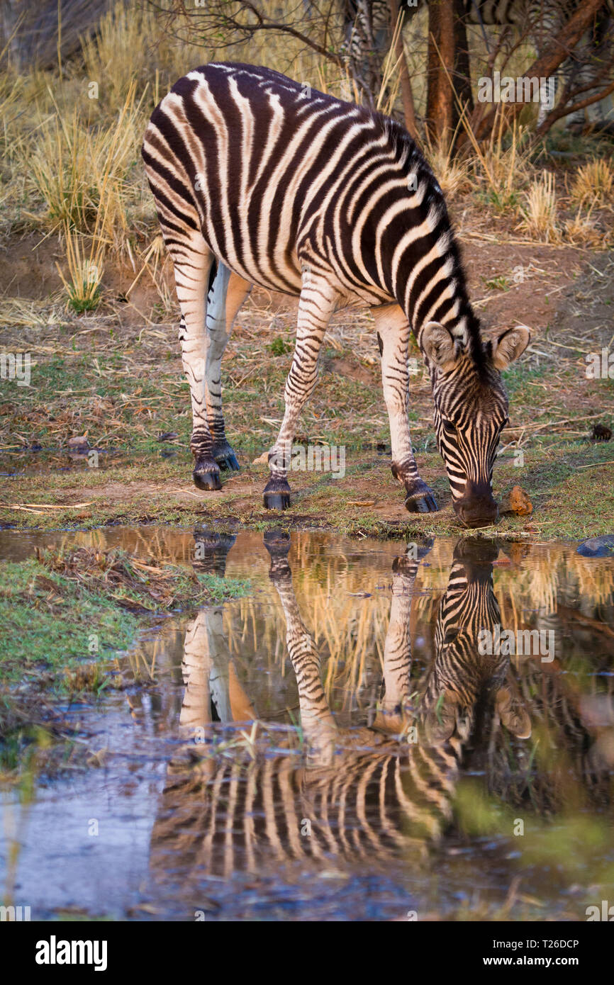 Ein Zebra (Equus Quagga) Trinkwasser an einem Wasserloch in Dikhololo Game Reserve Resort in Südafrika Stockfoto