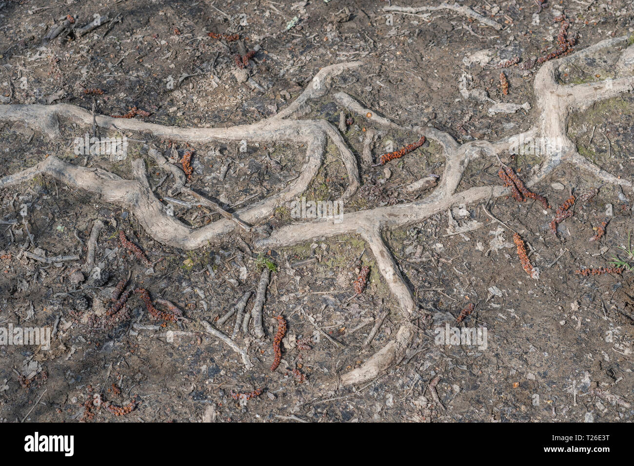 Freiliegende Baumwurzeln. Metapher, Stolpern, Ursachenanalyse, Wurzelverzeichnis, Verbreitung des Wurzelsystems, bitter und verdreht, verzerrt oder verschlungen. Stockfoto