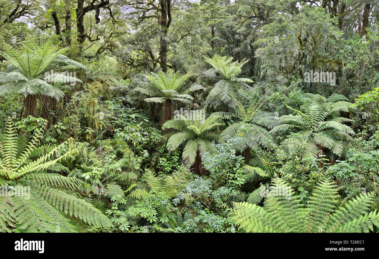 Gemäßigten Regenwald mit Farn Bäume (Fjordland, Neuseeland) Stockfoto