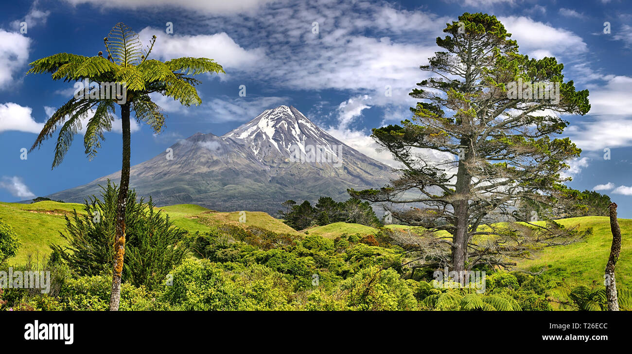 Fern Tree vor Vulkan Taranaki, Neuseeland Stockfoto