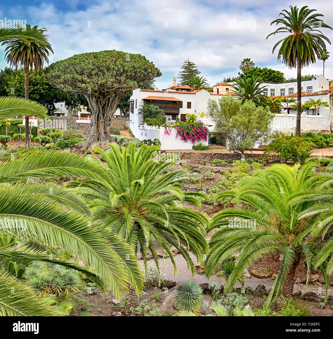 Berühmten Drachenbaum "Drago milenario" in Icod de los Vinos (Teneriffa, Kanarische Inseln) - HDR-Panorama, 01. Stockfoto