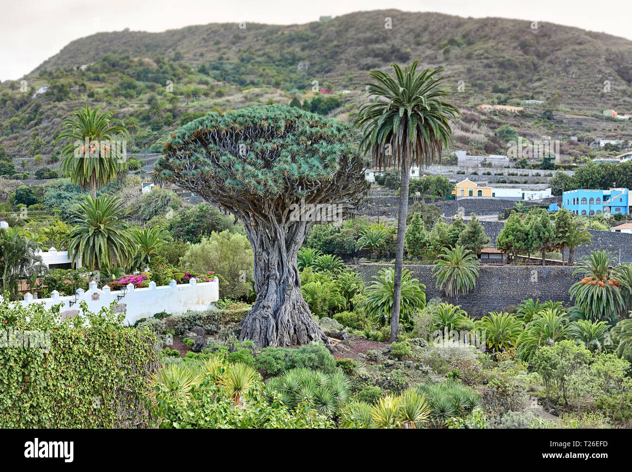 Berühmten Drachenbaum "Drago milenario" in Icod de los Vinos (Teneriffa, Kanarische Inseln) Stockfoto