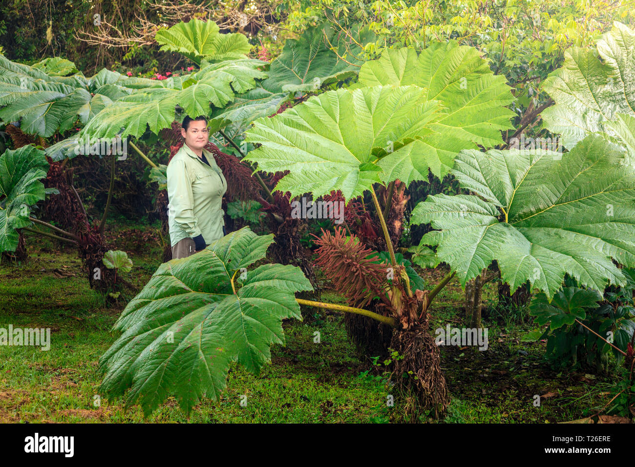 Frau ist stanging Gunnera manicata unter Blättern oder brasilianischer Riese Rhabarber Stockfoto