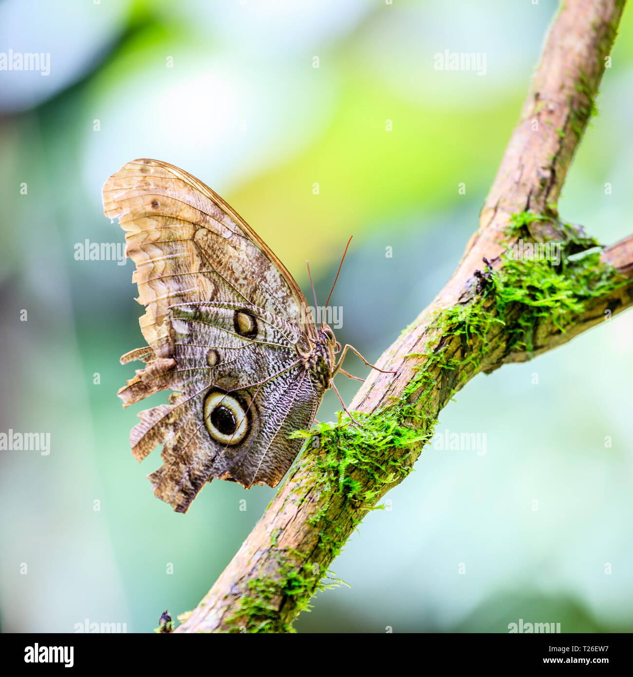 Close-up-Bild von Owl Schmetterling im Regenwald in Costa Rica Stockfoto