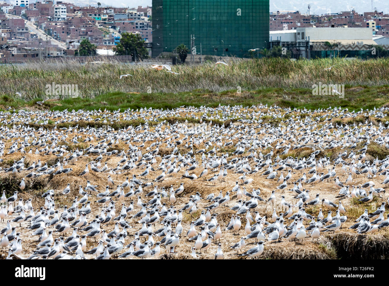 Los Pantanos de Villa Wildlife Refuge, acuatic Vögel, Lima, Peru. Invasion der natürlichen reservierte Zone durch Menschen. Stockfoto