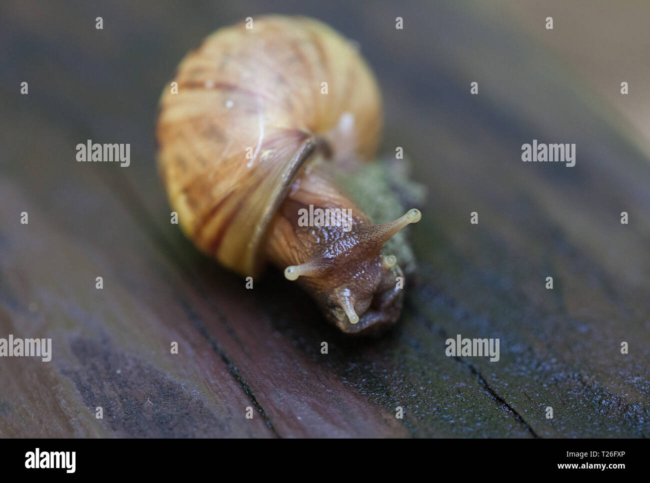 Schnecke Dahingleiten auf dem nassen Holz- Textur. Große Weichtiere Schnecken mit hellen braun gestreiften Oberteil, Helix pomatia, Weinbergschnecken, Roman Schnecke, Weinbergschnecke Stockfoto