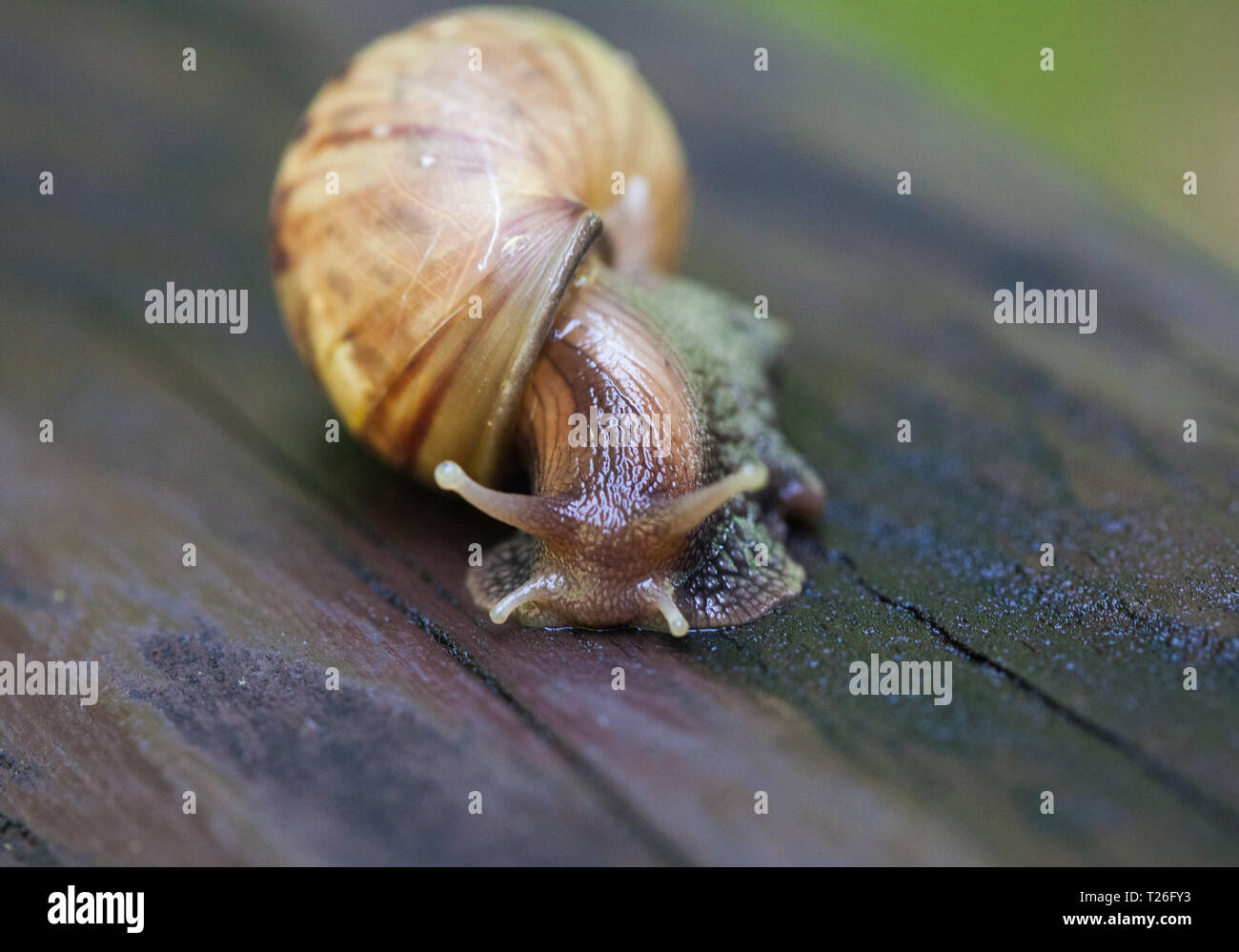 Schnecke Dahingleiten auf dem nassen Holz- Textur. Große Weichtiere Schnecken mit hellen braun gestreiften Oberteil, Helix pomatia, Weinbergschnecken, Roman Schnecke, Weinbergschnecke Stockfoto