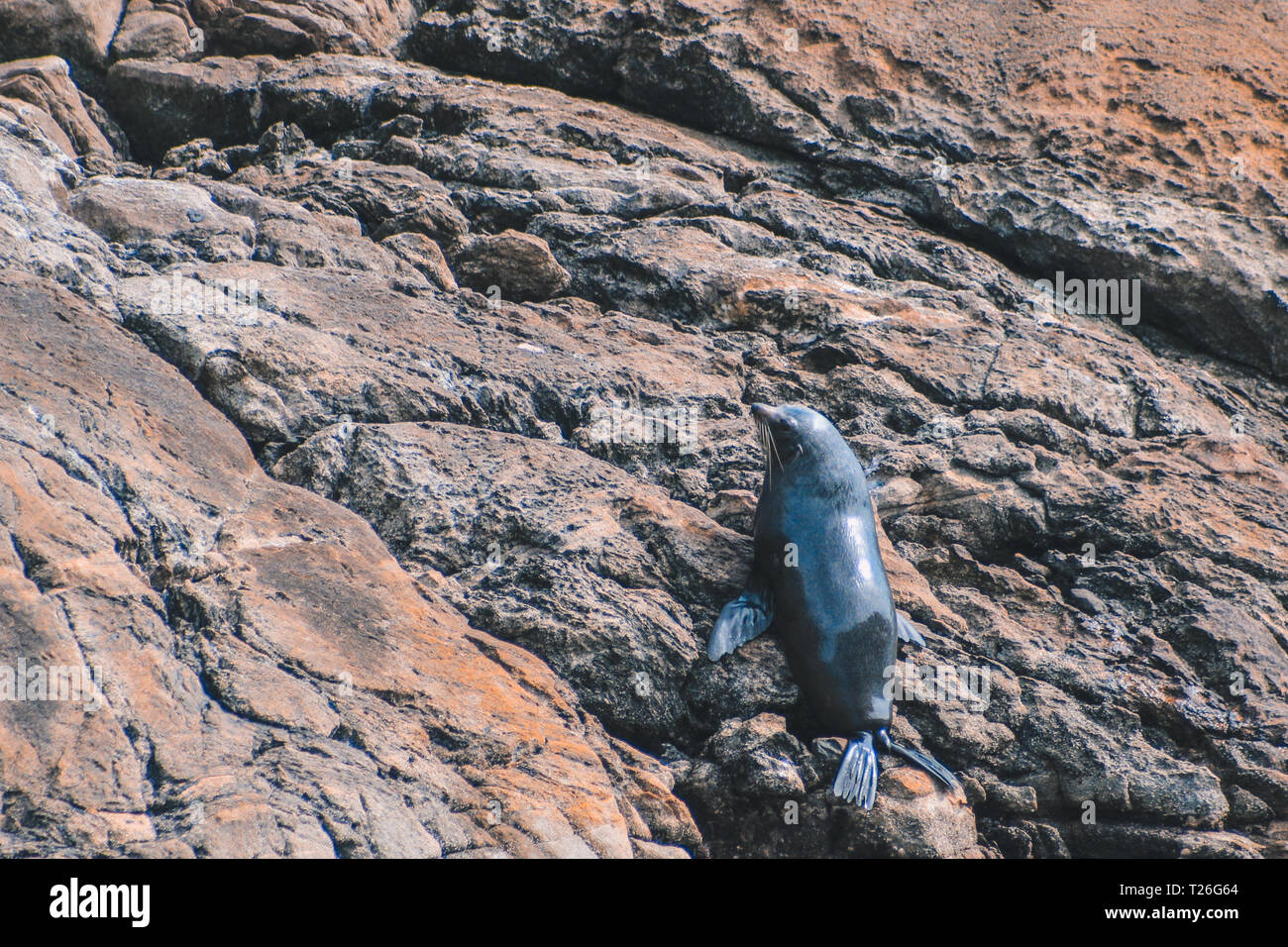 Dichtung auf Felsen am Doubtful Sound - Fiordland National Park, South Island, Neuseeland Stockfoto