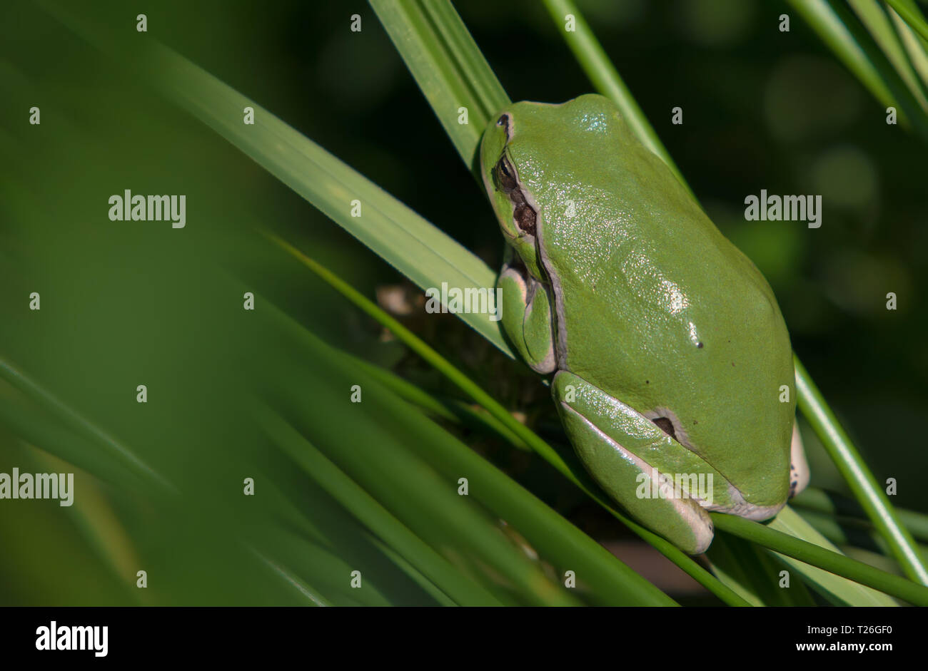 Laubfrosch posiert auf Gras Blätter Stockfoto