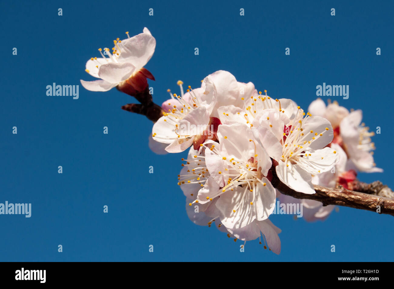 Weiß apricot Blüten mit gelben Ausdauer und rote Kelchblätter Stockfoto