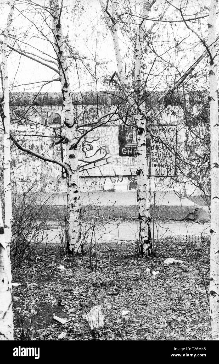 West Deutschland, Westberlin, die Wand und Birken im Jahr 1988 von West-Berlin aus gesehen, von 35mm Schwarz/Weiß-Negativen scannen Stockfoto