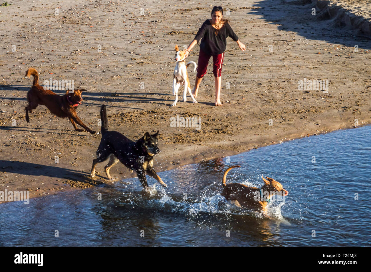 Eine fröhliche Frau, die an einem Sommertag mit einem Rudel verschiedener Hunde spielt, die im Wasser an einem sonnigen Strand planschen. Stockfoto