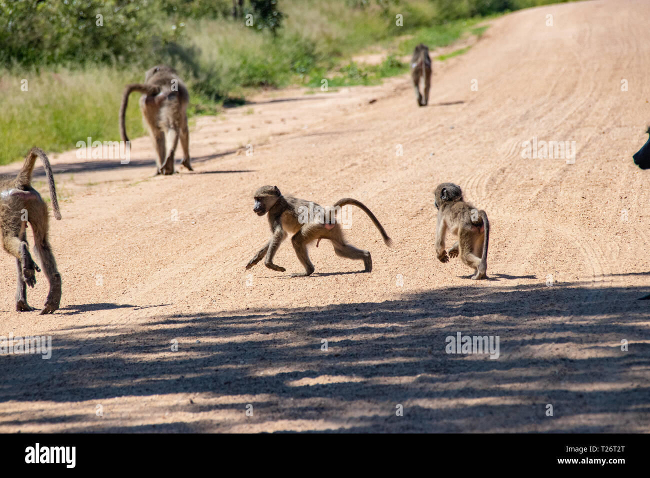 Baboon (papio Anubis) Familie in der afrikanischen Savanne. Afrika Safari Wildlife Stockfoto