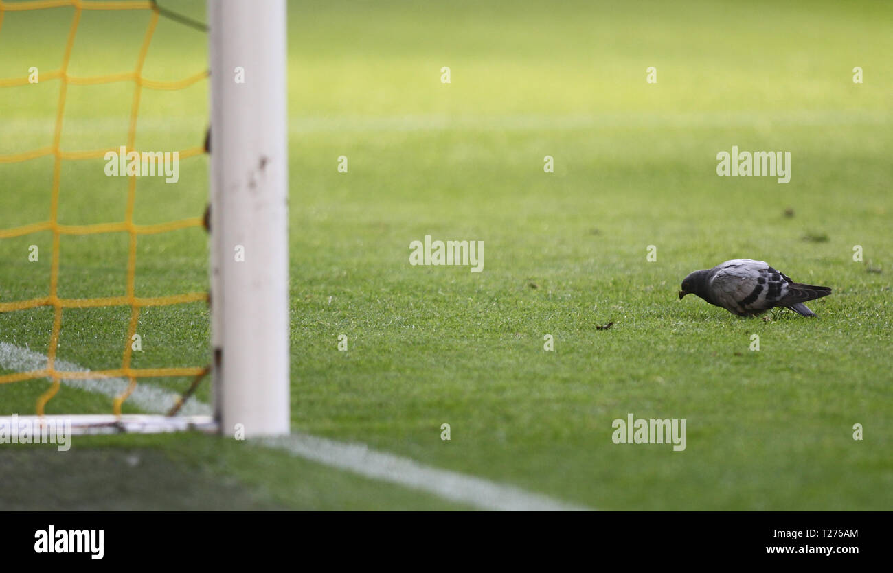 Dortmund, Deutschland. Am 30. März 2019. Eine Taube auf dem Feld vor dem Ziel in der deutschen ersten Bundesliga Fußballspiel Borussia Dortmund v VfL Wolfsburg am Signal Iduna Park (Endstand; Borussia Dortmund 2:0 VfL Wolfsburg) Credit: SOPA Images Limited/Alamy Live Nachrichten gesehen Stockfoto