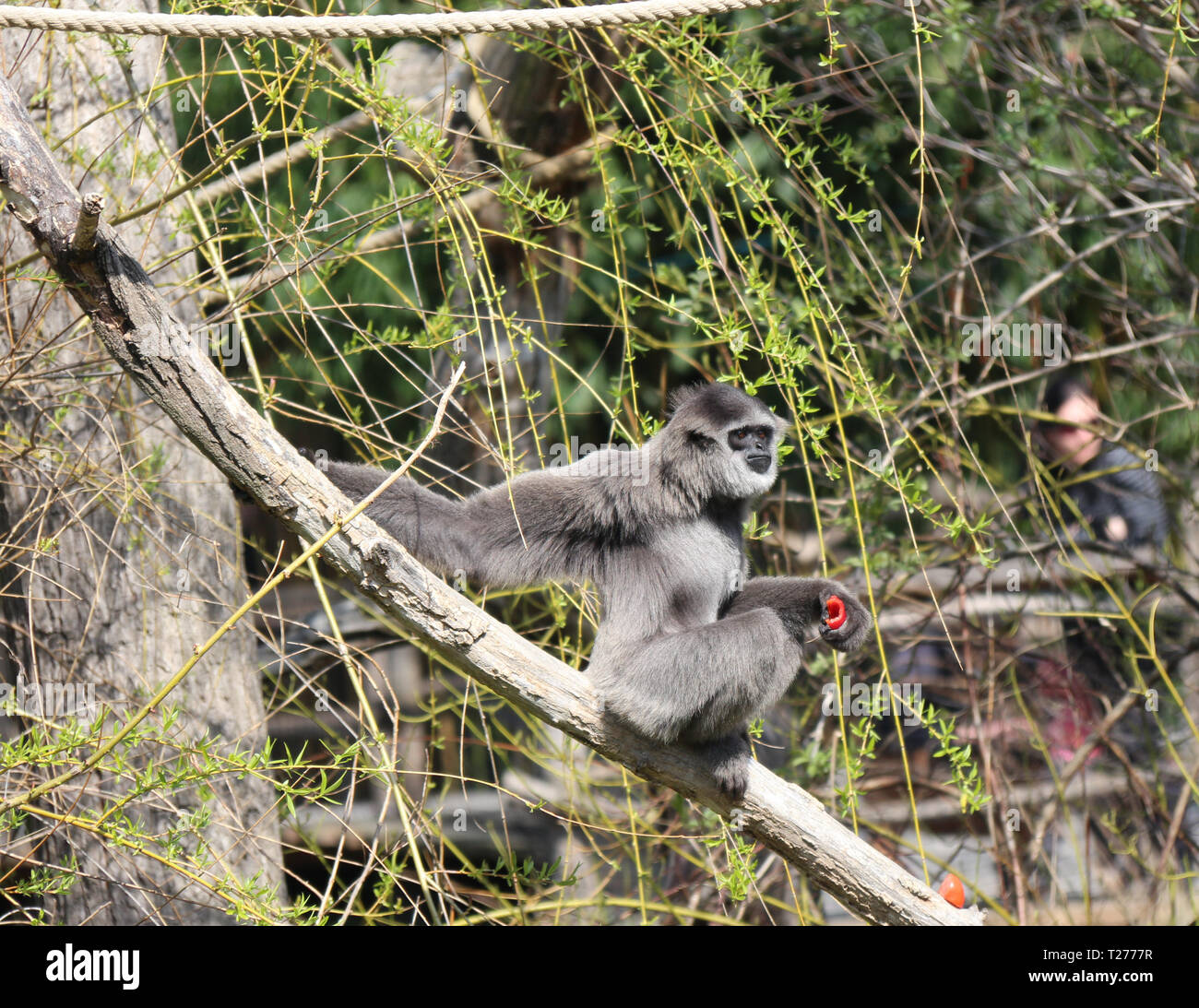 Prag, Tschechische Republik. 30 Mär, 2019. Eine silbrige Gibbon klettert einen Baum an der Prager Zoo in Prag, Tschechien, 30. März 2019. Credit: Dana Kesnerova/Xinhua/Alamy leben Nachrichten Stockfoto