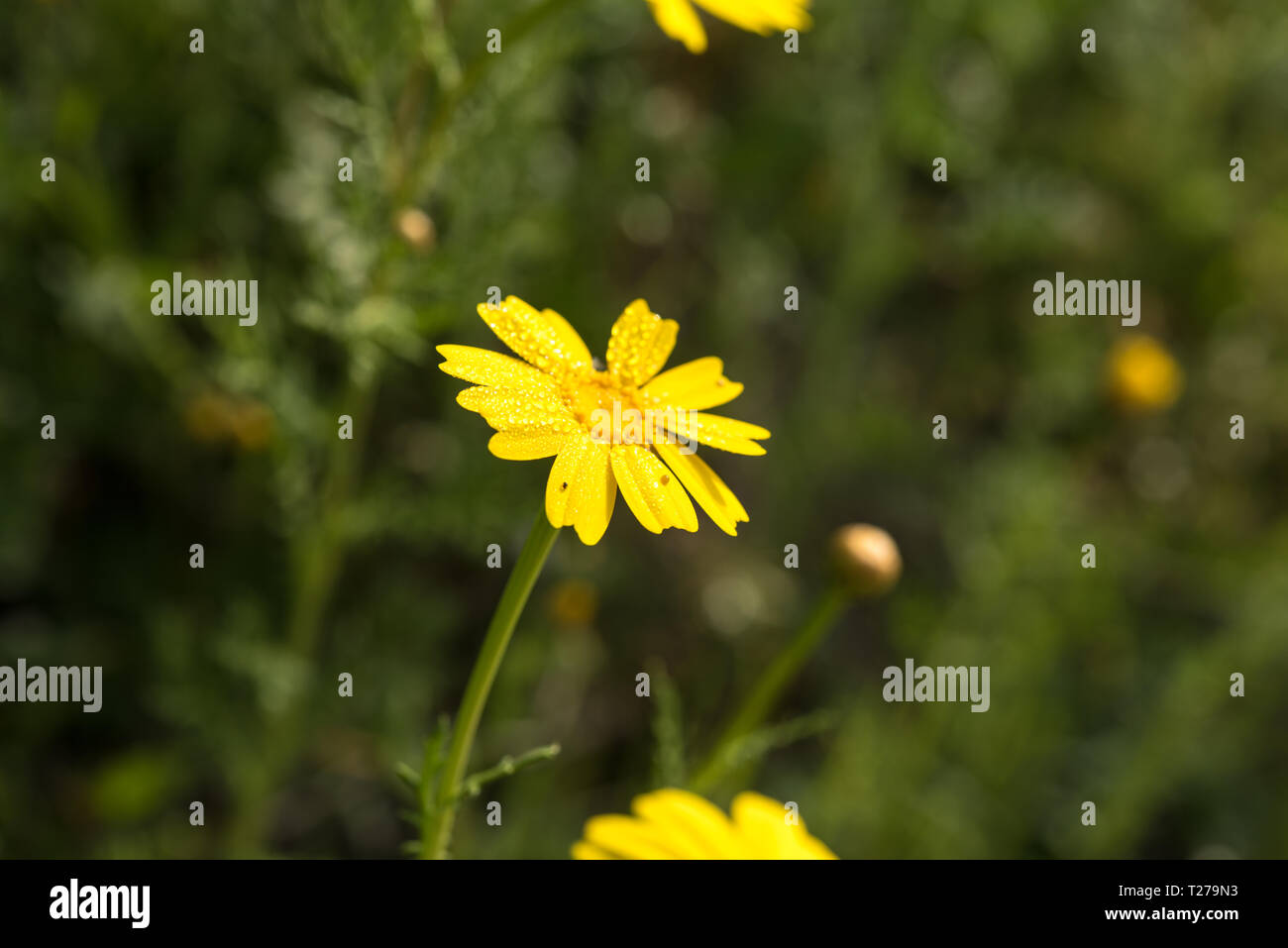 Mediterranen Wald im frühen Morgennebel - grünes Gras schöne Blumen - Geheimnisvolle und echte Natura 2000 geschützt wilde Gegend in Zypern Stockfoto