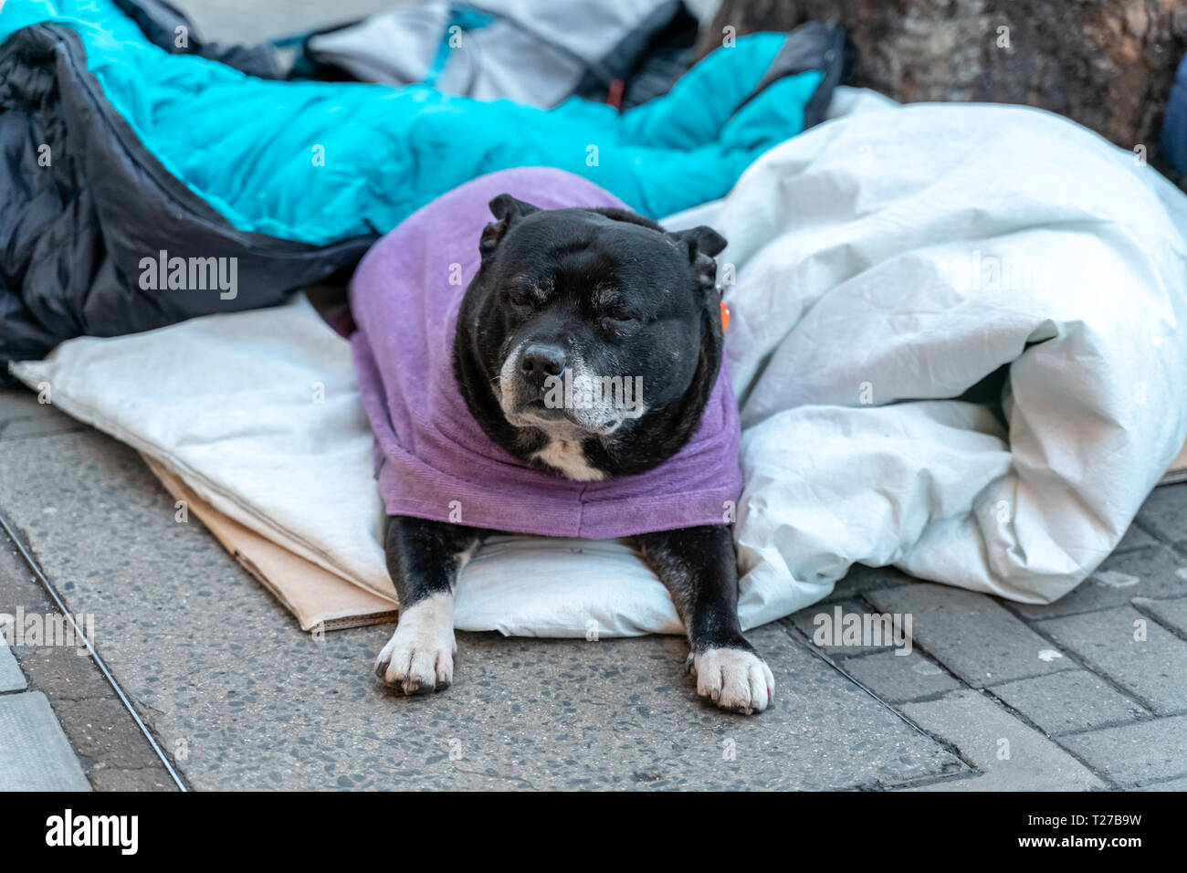 Eine hoffnungslose Hund allein liegen und deprimiert auf der Straße Angstgefühle und einsam im Schlafsack und warten auf das Essen. Das Konzept der Obdachlosigkeit, u Stockfoto