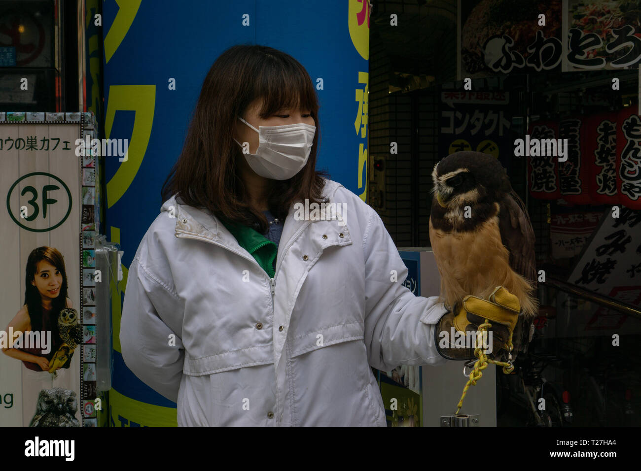 Sie können die Eule Cafe besuchen und verschiedene Arten von Eulen
