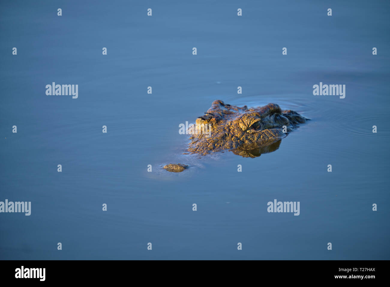 Die Augen des Krokodils heraus haften auf flachem Wasser im frühen Morgenlicht. Stockfoto