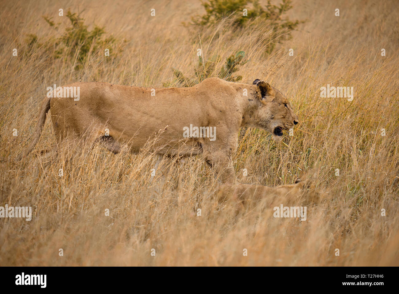 Seitliche Schoß von Mutter und Cub lion Wandern in Braun hohes Gras, perfekt getarnt in der afrikanischen Steppe Stockfoto