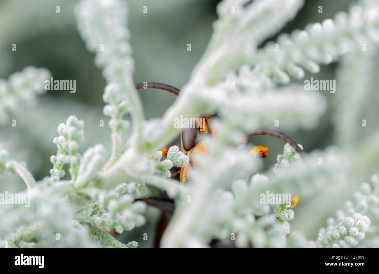 Echten asiatischen Wasp, auch genannt Vespa velutina Makrofotografie Stockfoto