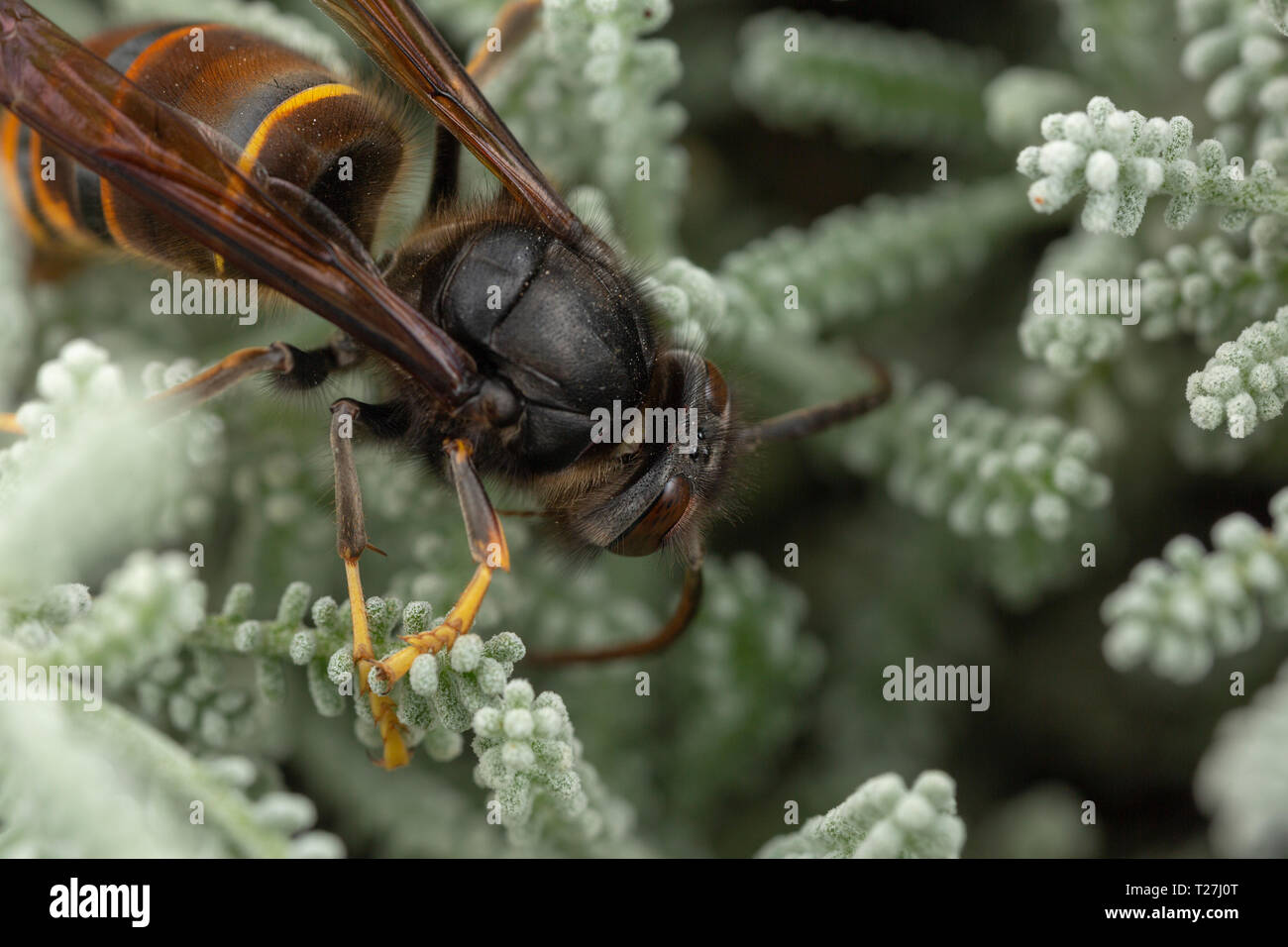 Echten asiatischen Wasp, auch genannt Vespa velutina Makrofotografie Stockfoto