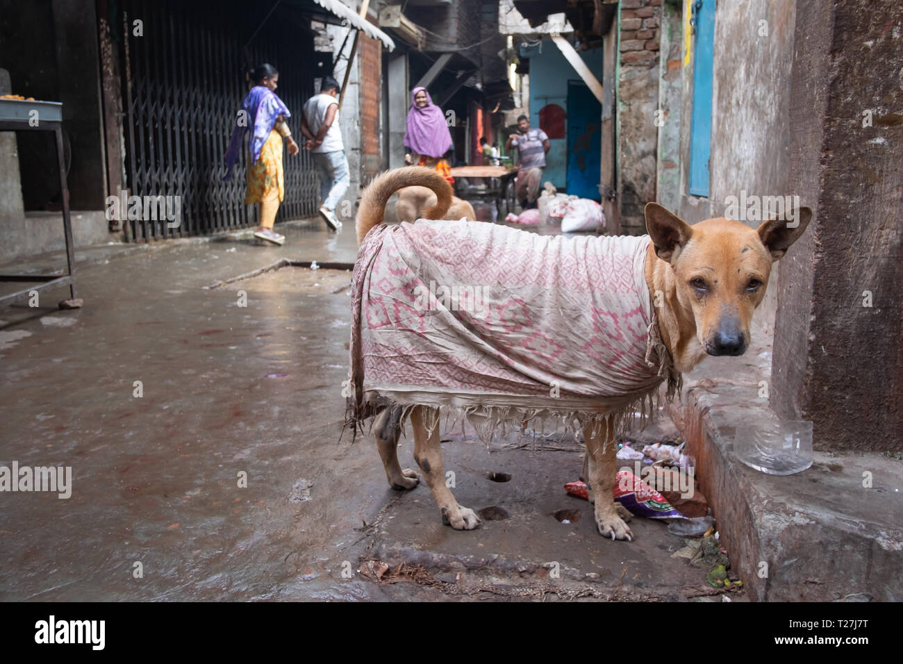 Hund in Genf Camp, gestrandete Pakistaner Enklave in Dhaka, Bangladesh. Nicht erkennbare Personen im Hintergrund. Stockfoto