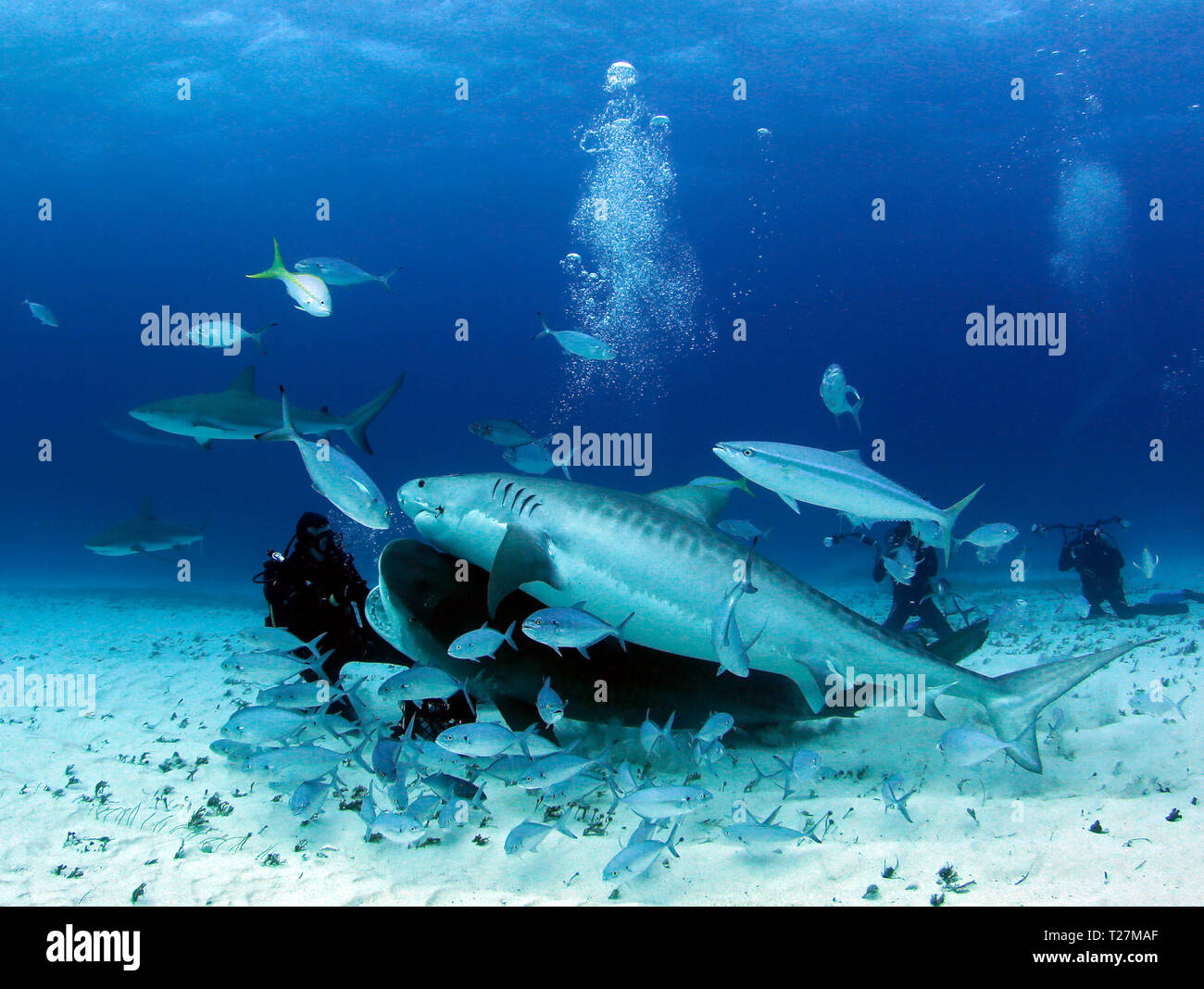 Zwei Tiger Sharks und einige Karibische Riffhaie Close für Taucher. Tiger Beach, Bahamas Stockfoto